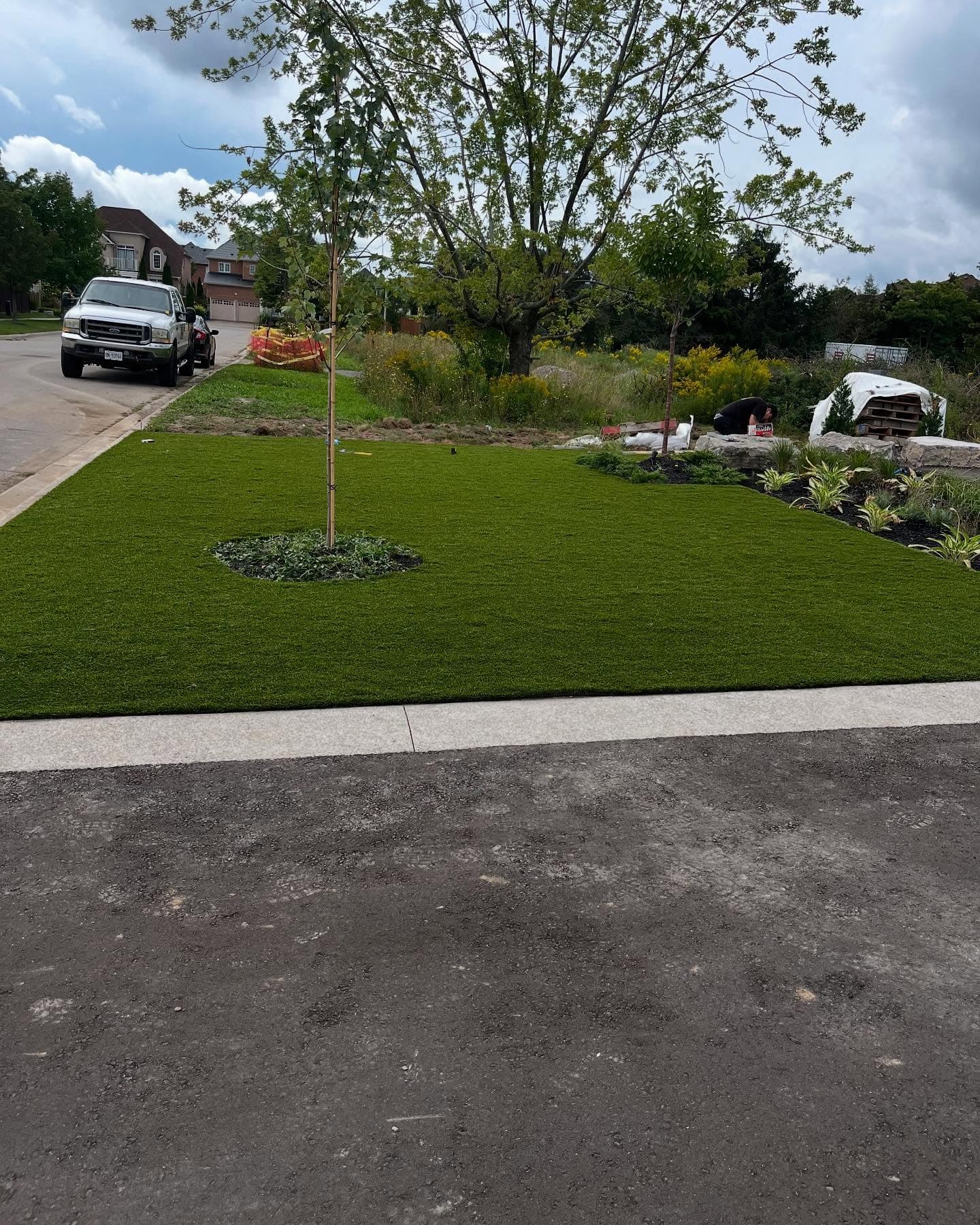 Fresh front-yard sod install with tree cutout